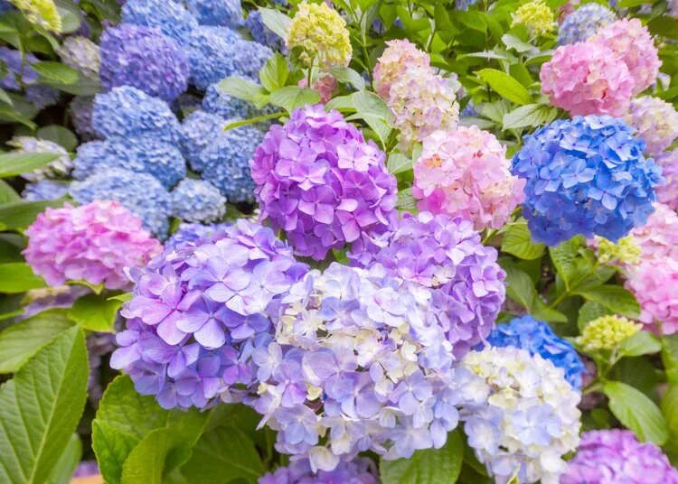 Colorful Hydrangeas Hydrangea colors, Nikko blue hydrangea, Hydrangea