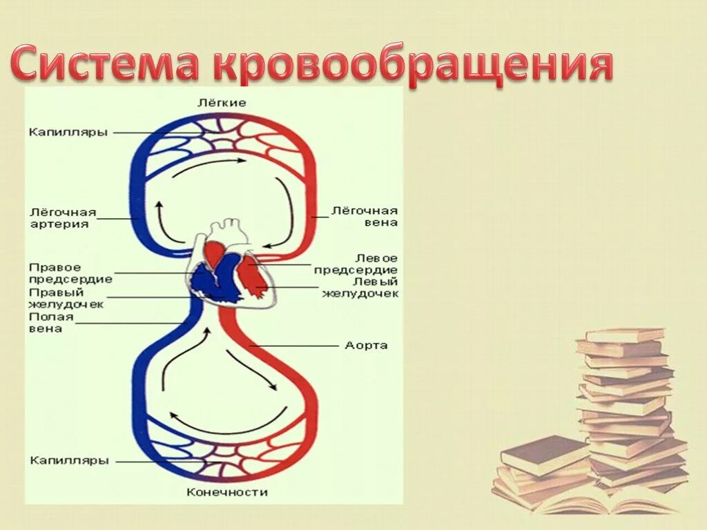 Дыхание и кровообращение вопросы. Кровообращение 3 класс. Дыхание и кровообращение. Дыхание и кровообращение 3 класс. Органы кровообращения схема.