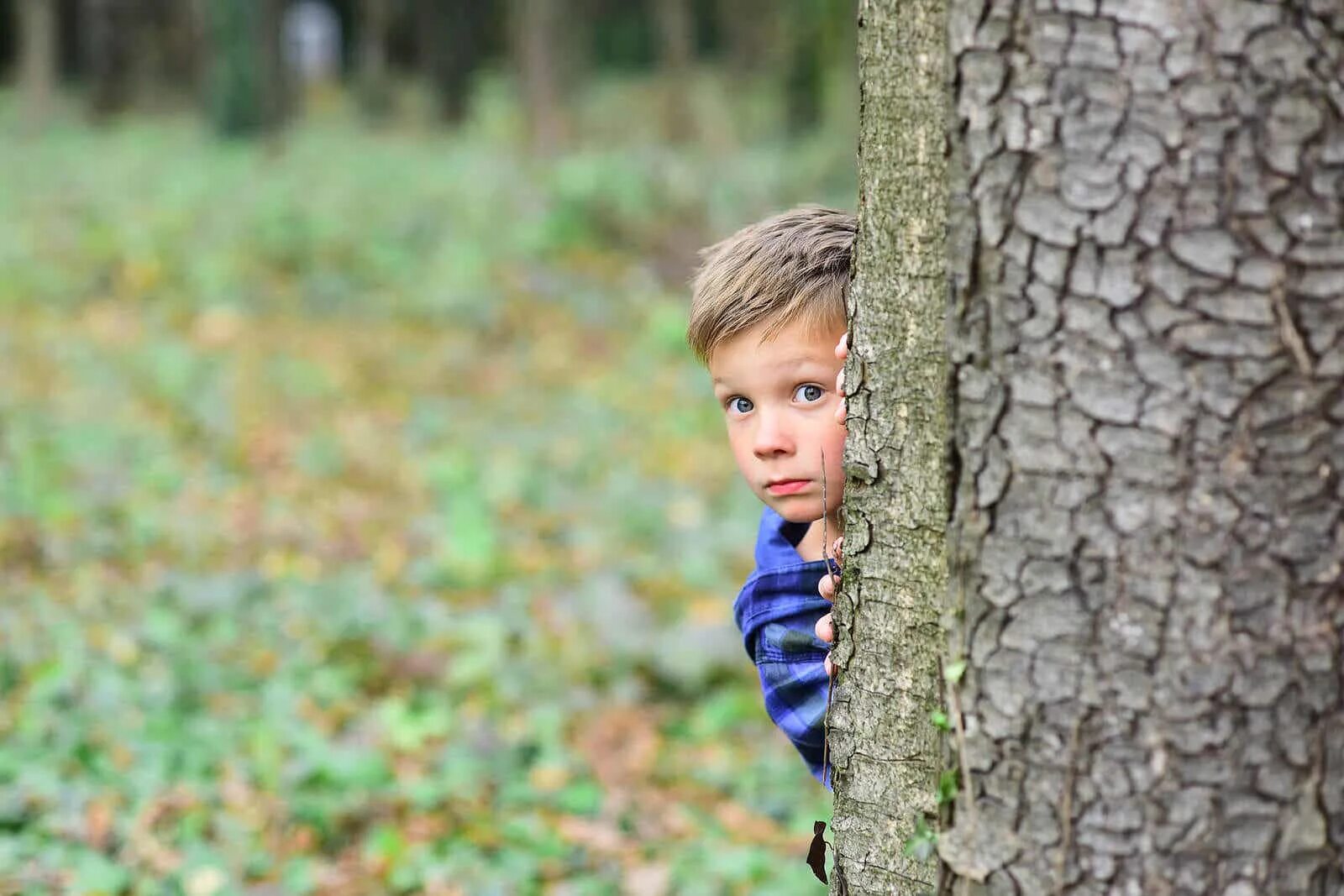 Hide in trees
