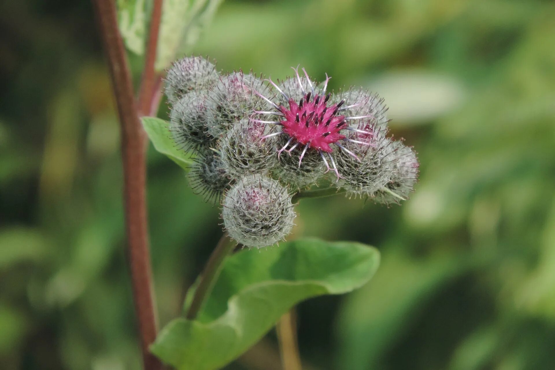 Лопух паутинистый семена. Репейник садовый. Репейник 3. Репейник 4630000892747. Лопух сибирский.