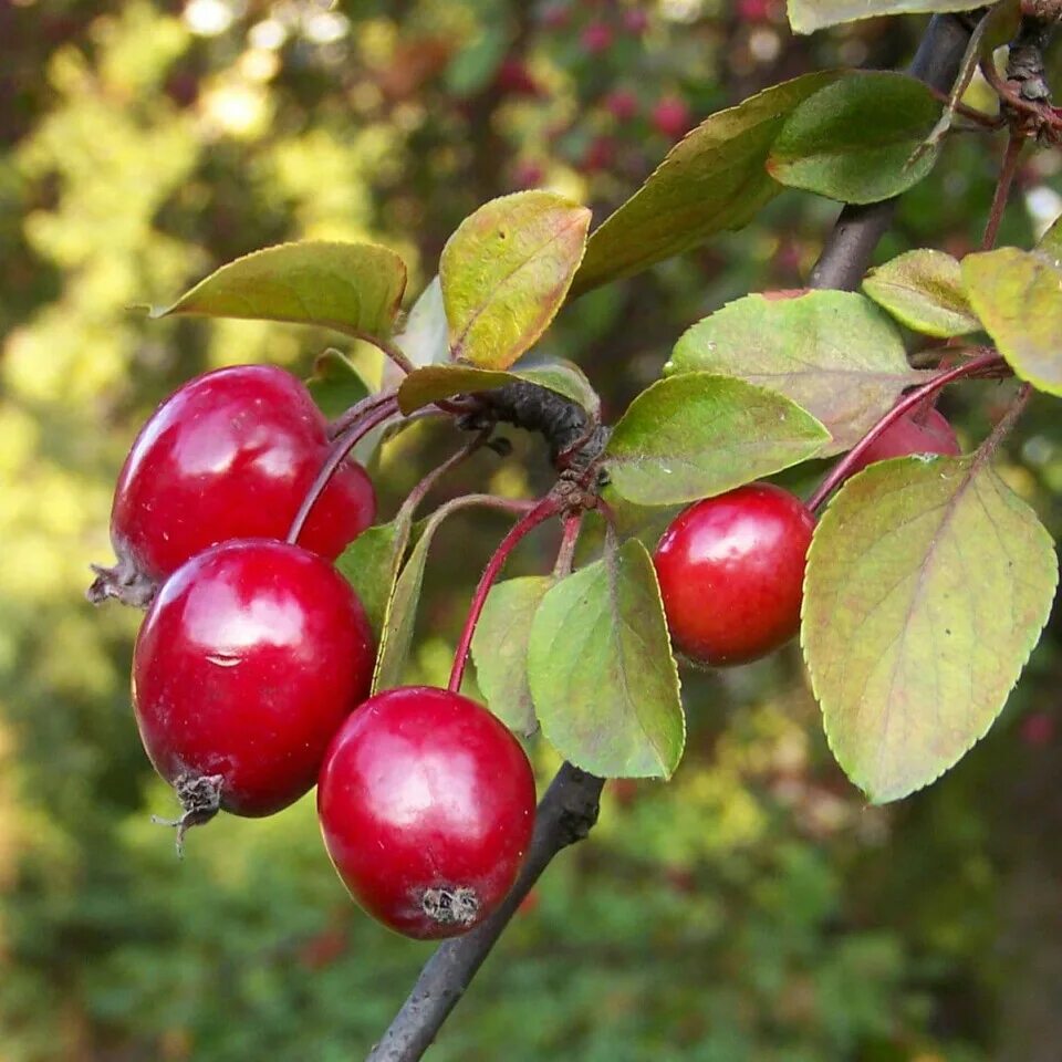 Яблоня Недзвецкого Malus niedzwetzkyana. Яблоня пурпурная Malus purpurea. Яблоня Хелена Недзвецкого. Яблоня Ягодная Malus baccata.