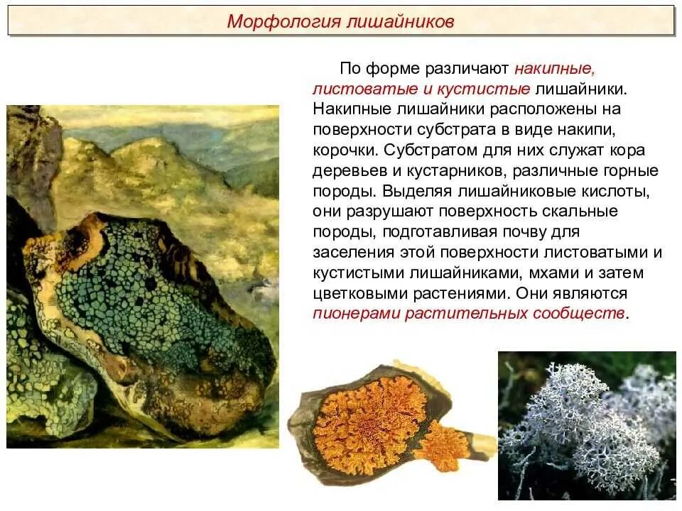 Какую среду обитания освоил лишайник. Характеристику накипных, листоватых и кустистых лишайников. Накипные листоватые кустистые. Накипные лишайники. Кустистые листоватые накипные лишайнник.