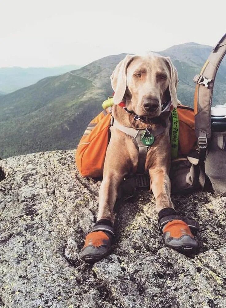 Путешествие с собакой. Пёс генри и кот балу из колорадо. Пес генри и кот балу. Собака путешественник. Пес генри и кот балу.