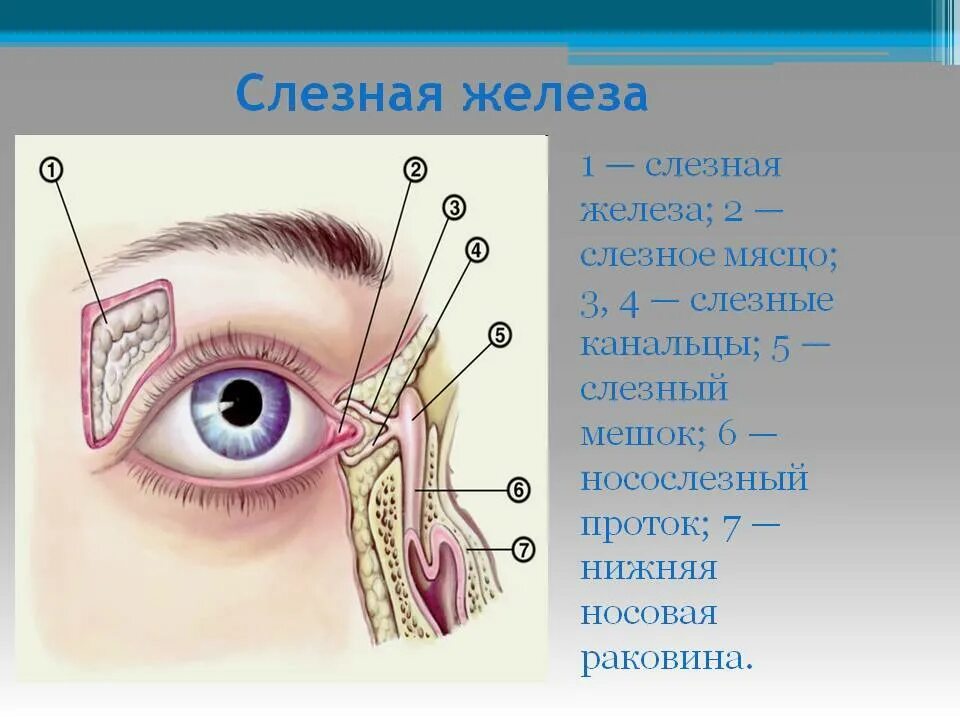 Слезная железа находится. Строение глаза слезный мешочек. Строение глаза человека слезный мешок. Строение слезных канальцев. Строение НОСО слезных путей.