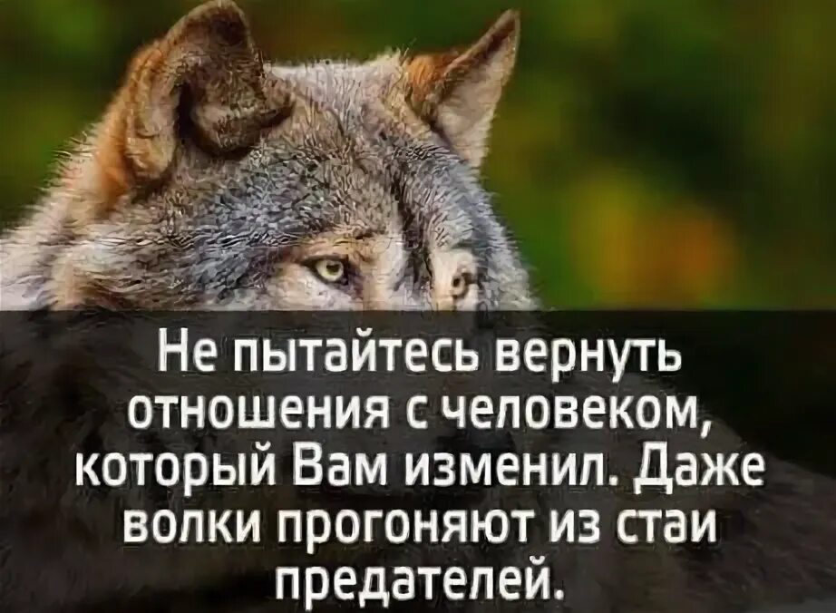 Выгнать предателей. Волки выгоняют предателей. волки прогоняют из стаи предателей. даже волки выгоняют из стаи предателей. волки выгоняют из стаи предателей.