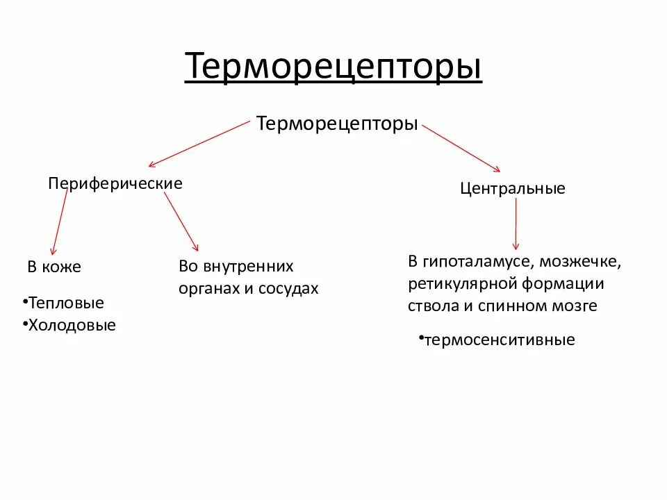 Механизм возбуждения терморецепторов. Механизм возбуждения терморецепторов кожи. Классификация терморецепторов. Виды температурных рецепторов.