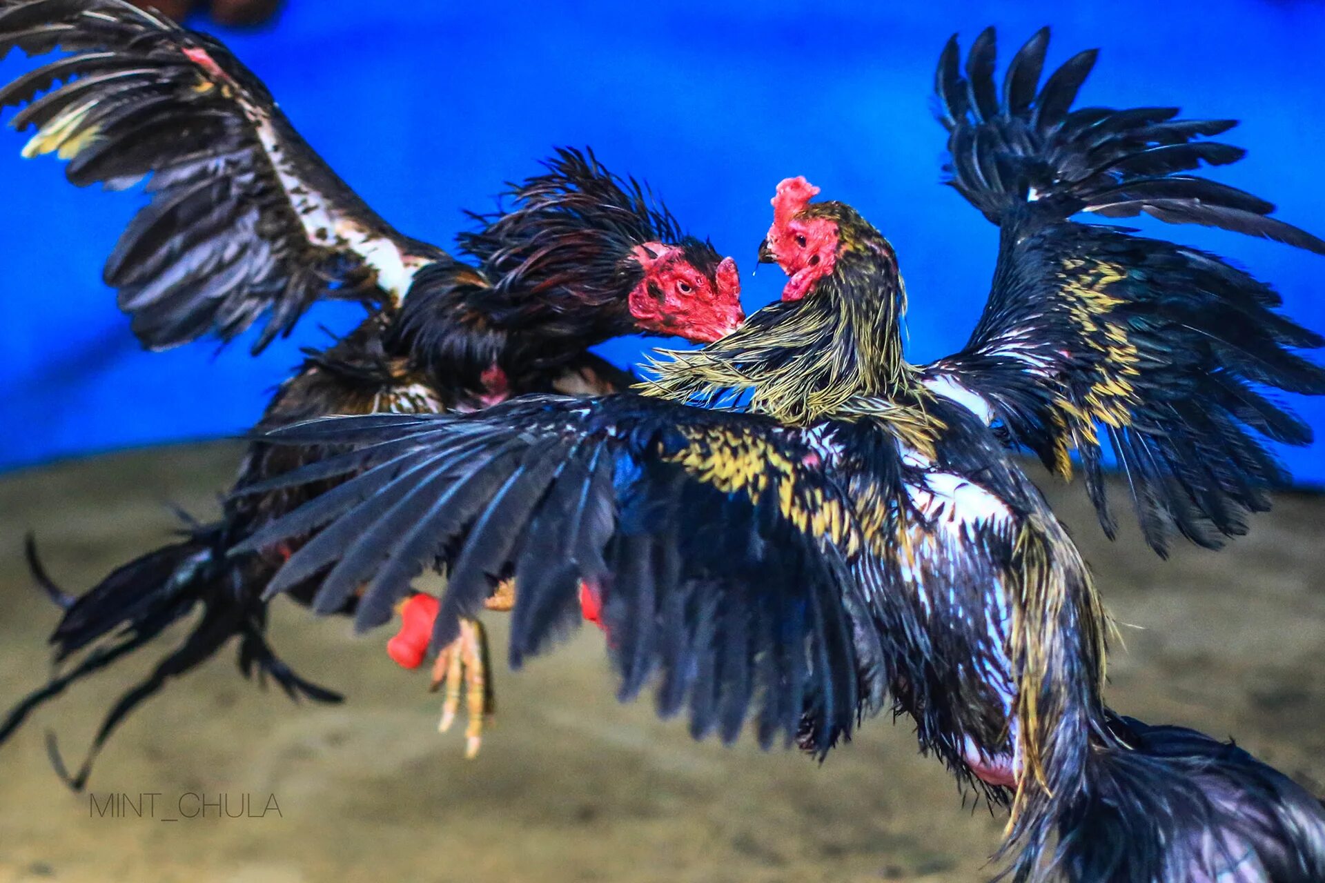 Cockfight. Драка Fowl. Rooster fun 3d.