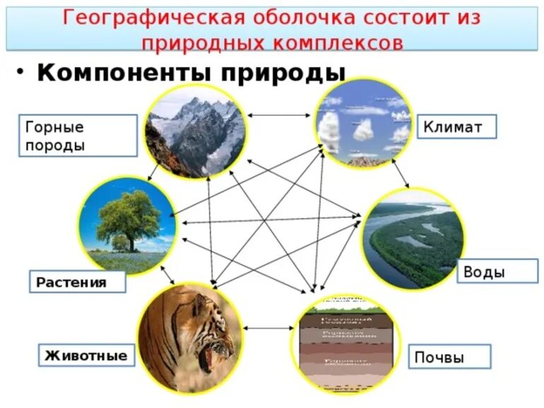 Приведите примеры известных вам из жизни. Схема взаимодействия природных компонентов. Взаимосвязь природных компонентов. Схема природного комплекса. Схема природного территориального комплекса.