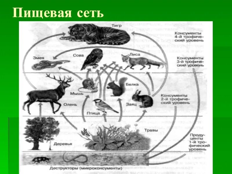 Разнообразие пищевых сетей. Пищевая сеть биология 11 класс. Пищевая сеть это в биологии 9 класс. Пищевая сеть 5 класс биология. Пищевая сеть это в экологии.