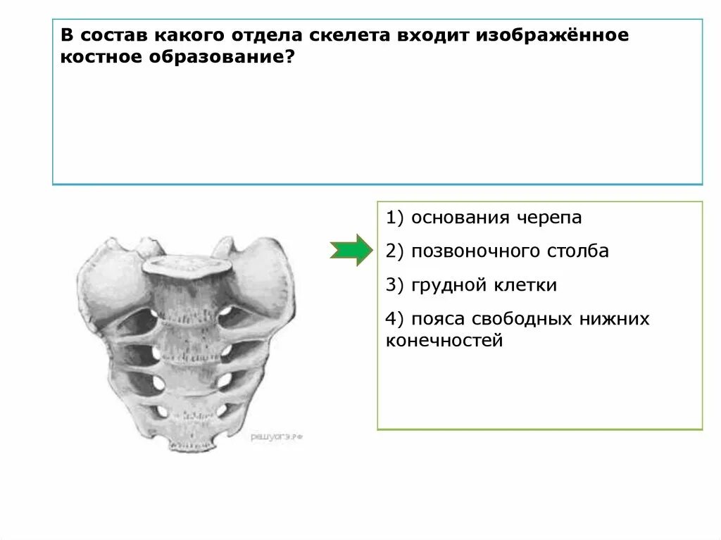 В состав какого отдела скелета входит изображённая кость?.