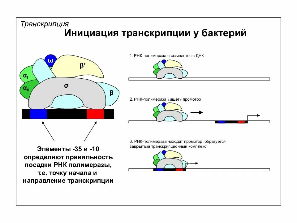 РНК полимераза 1 инициация транскрипции. Транскрипционный комплекс РНК-полимеразы 2. РНК полимераза 3 инициация транскрипции. РНК полимеразы 2 инициация транскрипции.