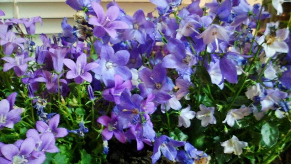 Большой колокольчик цветок название. Кампанула голубая. Кампанула spring bell blue. Колокольчик кампанула. Колокольчик кампанула lilac.