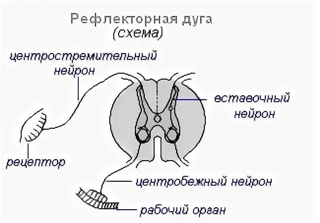 Строение рефлекторной дуги. Рефлекторная дуга кашля схема. Рефлекторная дуга лягушки. Рефлекторная дуга при кашле схема.