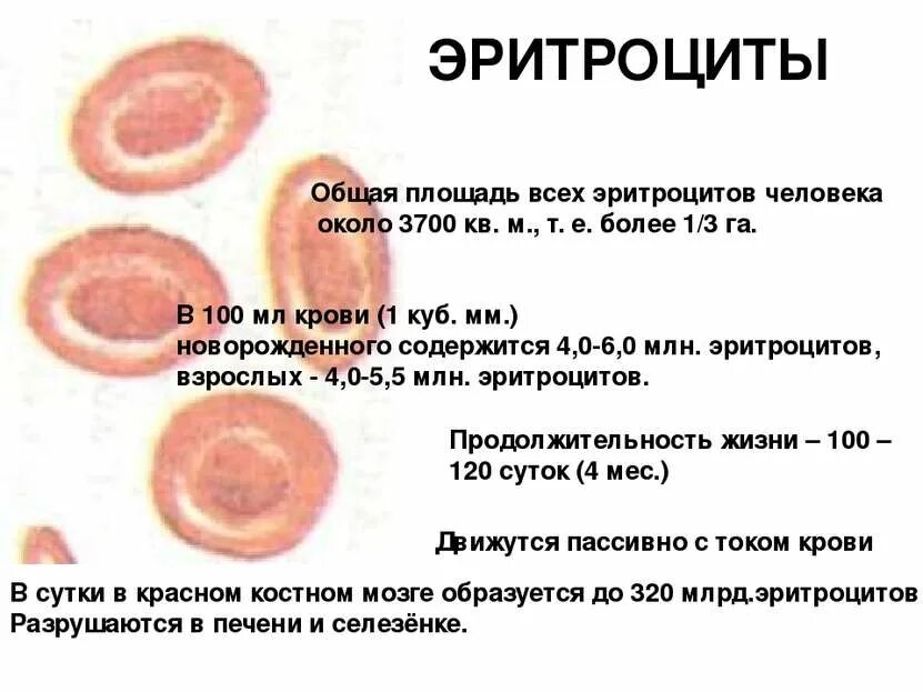 Физиологический раствор эритроциты. Площадь эритроцита человека. общая площадь эритроцитов у человека. зрелые эритроциты человека. зрелые эритроциты человека живут.