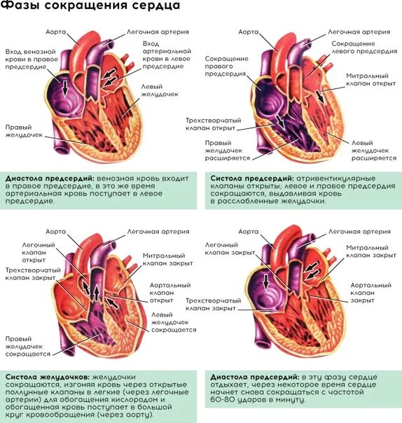 Какая кровь в левом желудочке сердца. Сокращение предсердий и желудочков сердца. Схема сокращения сердца. Схема работы сердца. Фазы работы сердца схема.