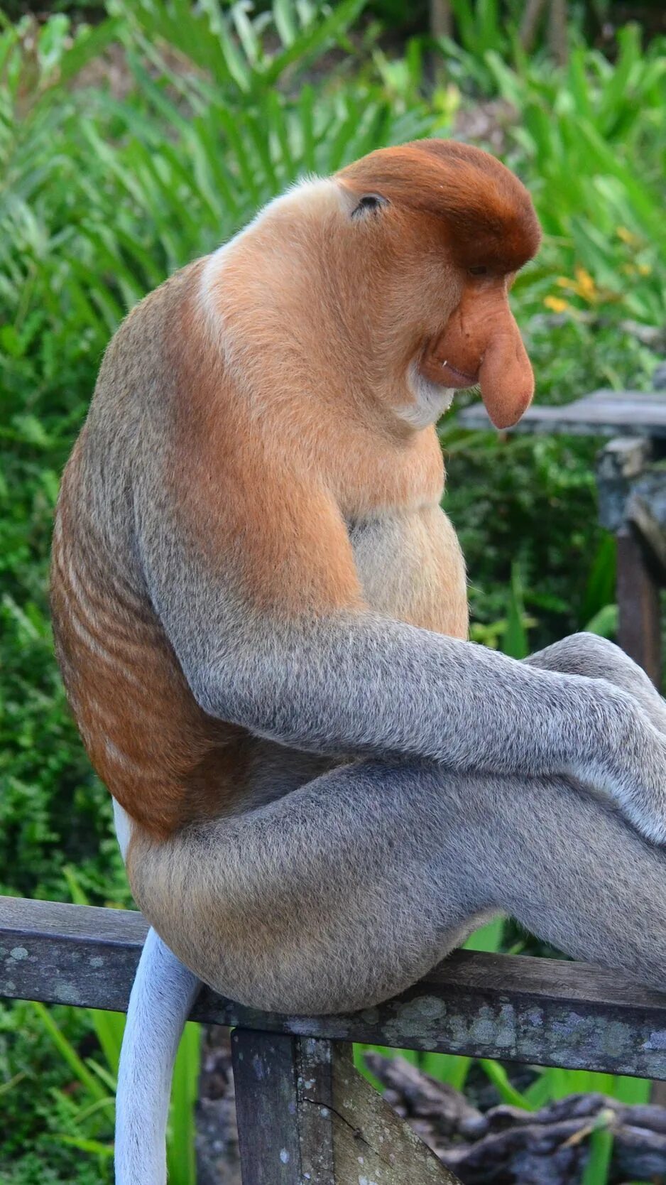 Обезьяна носач. Носатая обезьяна кахау. Носач обезьяна прикольные. Обезьяна носач фото.