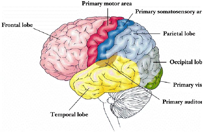Brain area