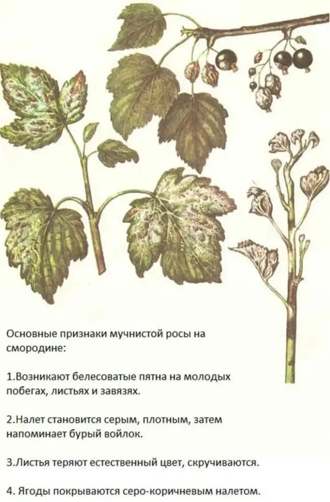 Чем обработать лист смородины. Сферотека (американская мучнистая роса). сферотека смородины. американская мучнистая роса смородины. мучнистая роса смородины.