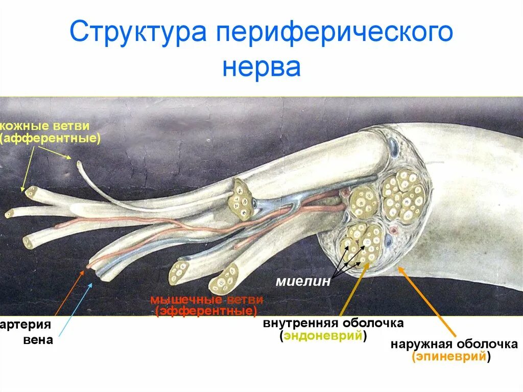 Строение нерва анатомия. Шванновская оболочка периферического нерва. Морфофункциональное строение периферического нерва.. Строение периферического нерва. Внутреннее строение нерва