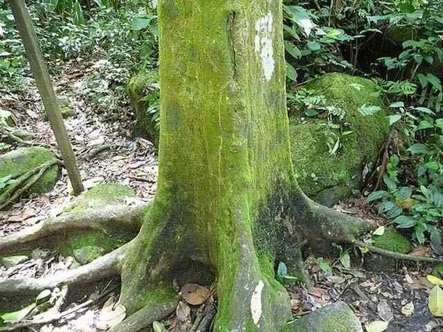 Square tree