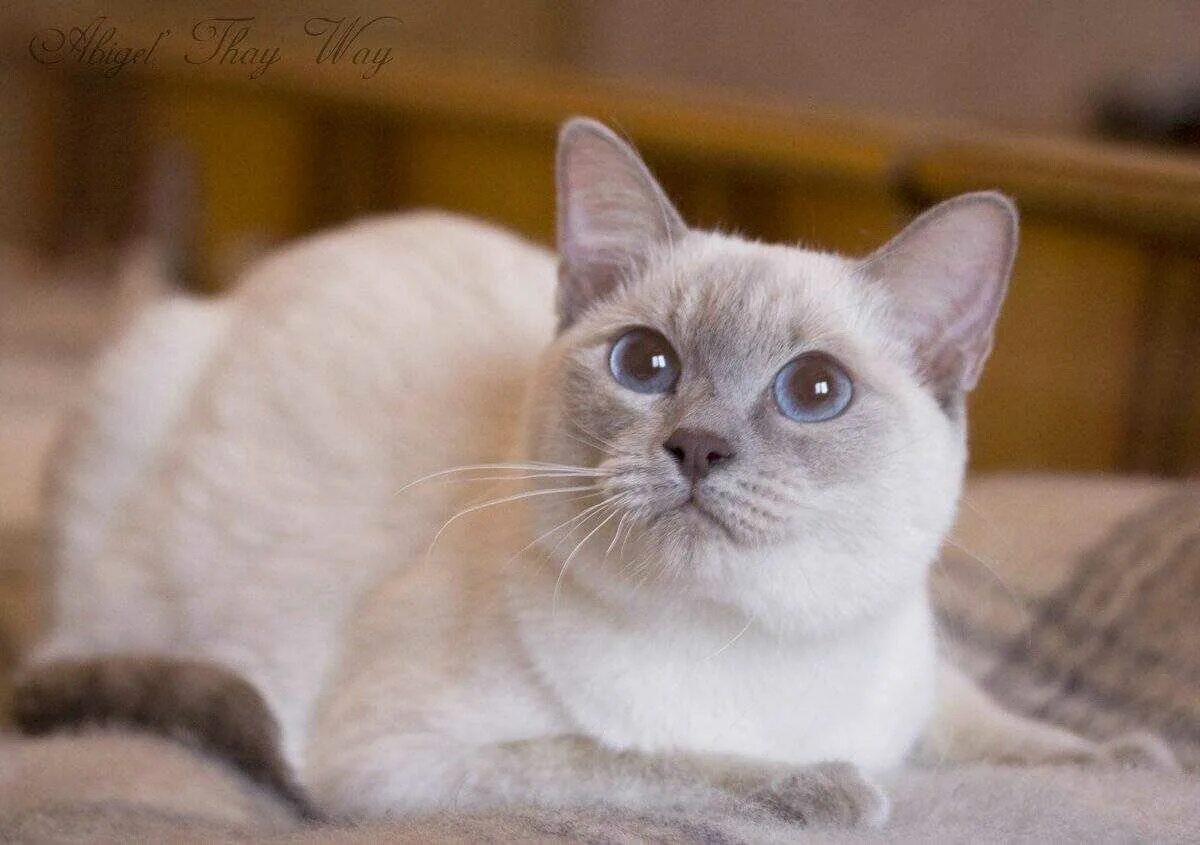 Тайский кот Блю Пойнт. Тайская кошка Блю поинт. Тайская кошка шоколад Пойнт. Тайская кошка колор Пойнт. Описание тайской породы