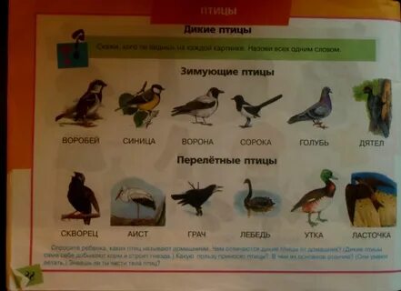 Общие признаки для всех видов диких птиц