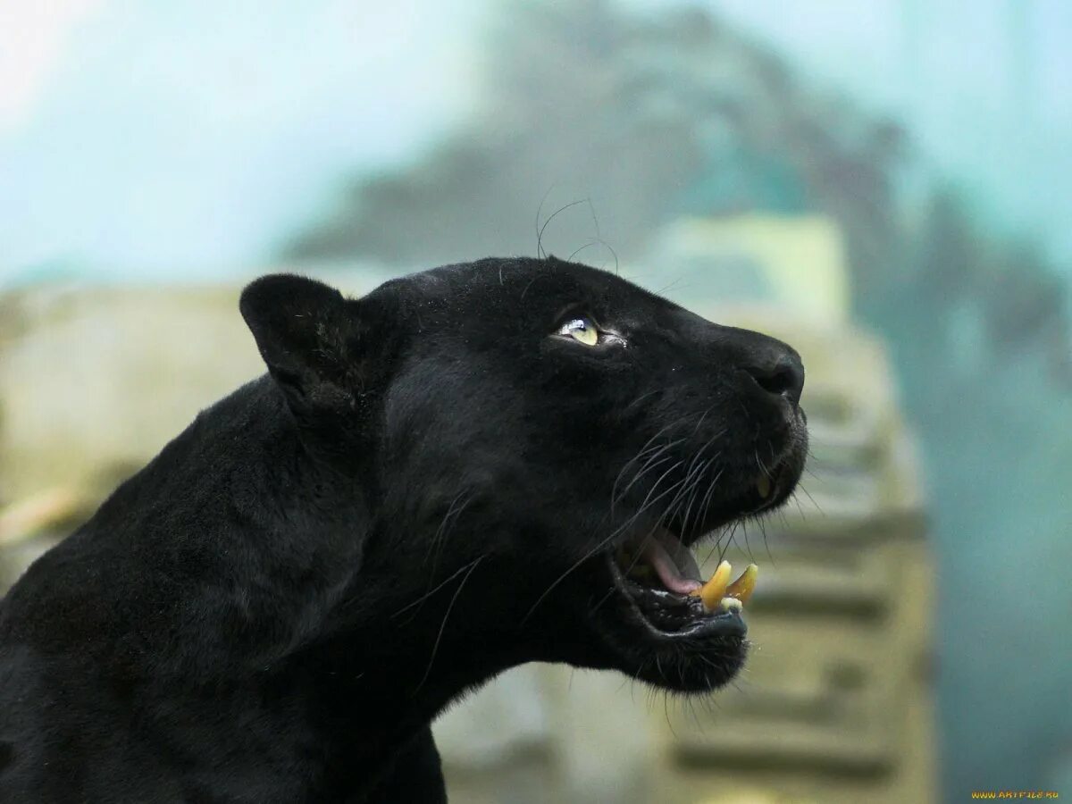 Смешной ролик про черного кота. Черный кот видео. Пума и пантера. Пантера гиф. Черная кошка.