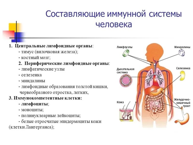Иммунные функции выполняют. Схема иммунной системы организма человека. иммунная система человека строение и функции таблица. центральные и периферические органы иммунной системы схема. схема функциональных отделов иммунной системы.