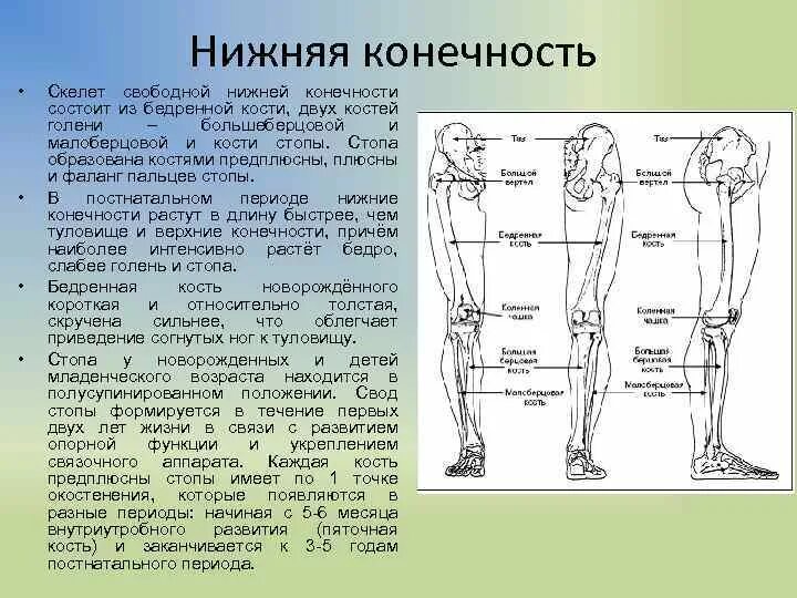 Анатомия развития скелета нижних конечностей. Кости скелета верхней конечности возрастные особенности. Скелет свободной нижней конечности состоит. Характеристика скелета нижних конечностей.