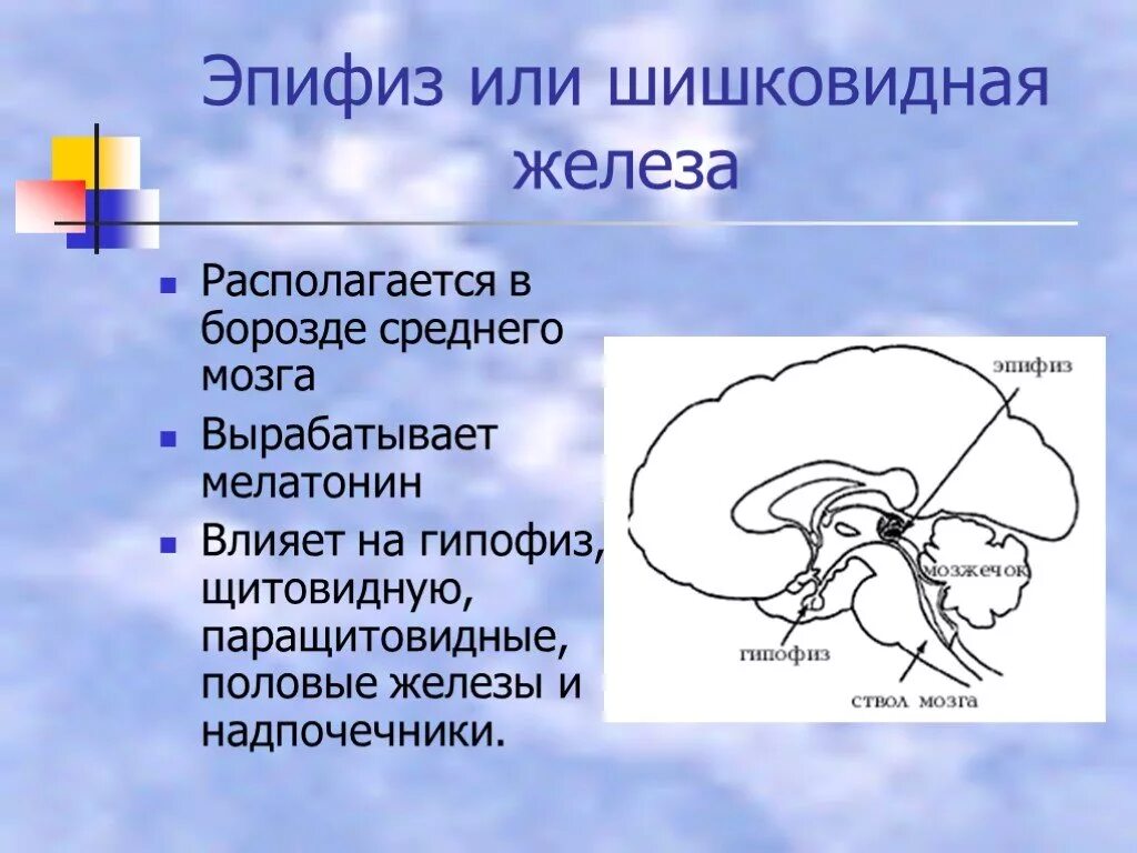 Пинеальная железа это. Гипофиз головного мозга и шишковидная железа. Функция эпифиза в головном мозге. Шишковидная железа анатомия человека. Гипофиз и эпифиз головного мозга.