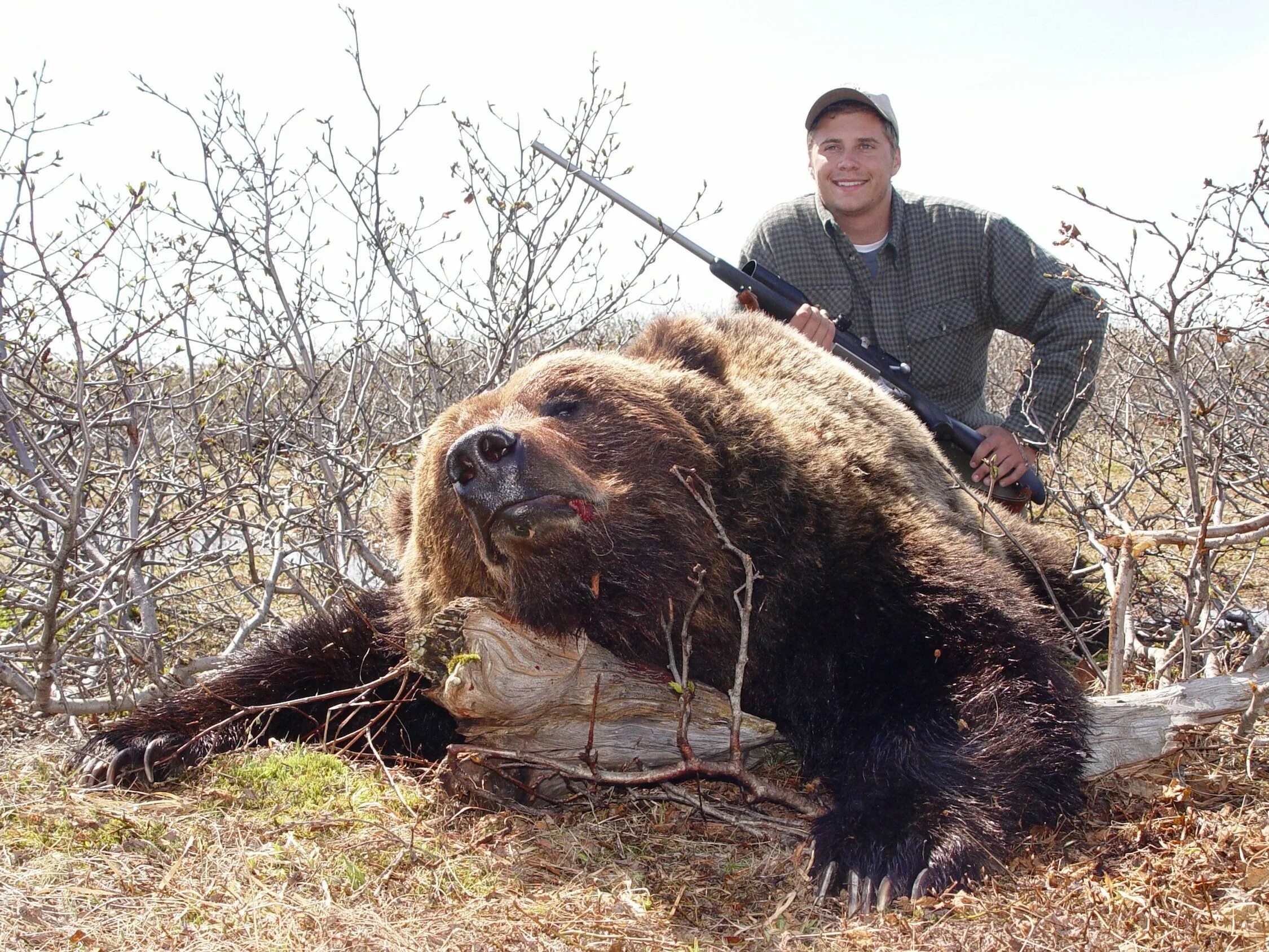 Медведь кадьяк самый большой в мире. Вес самого большого медведя. Самый большой медведь гризли в мире вес и рост. Медведь кадьяк самый большой в мире. Самый большой медведь гризли.