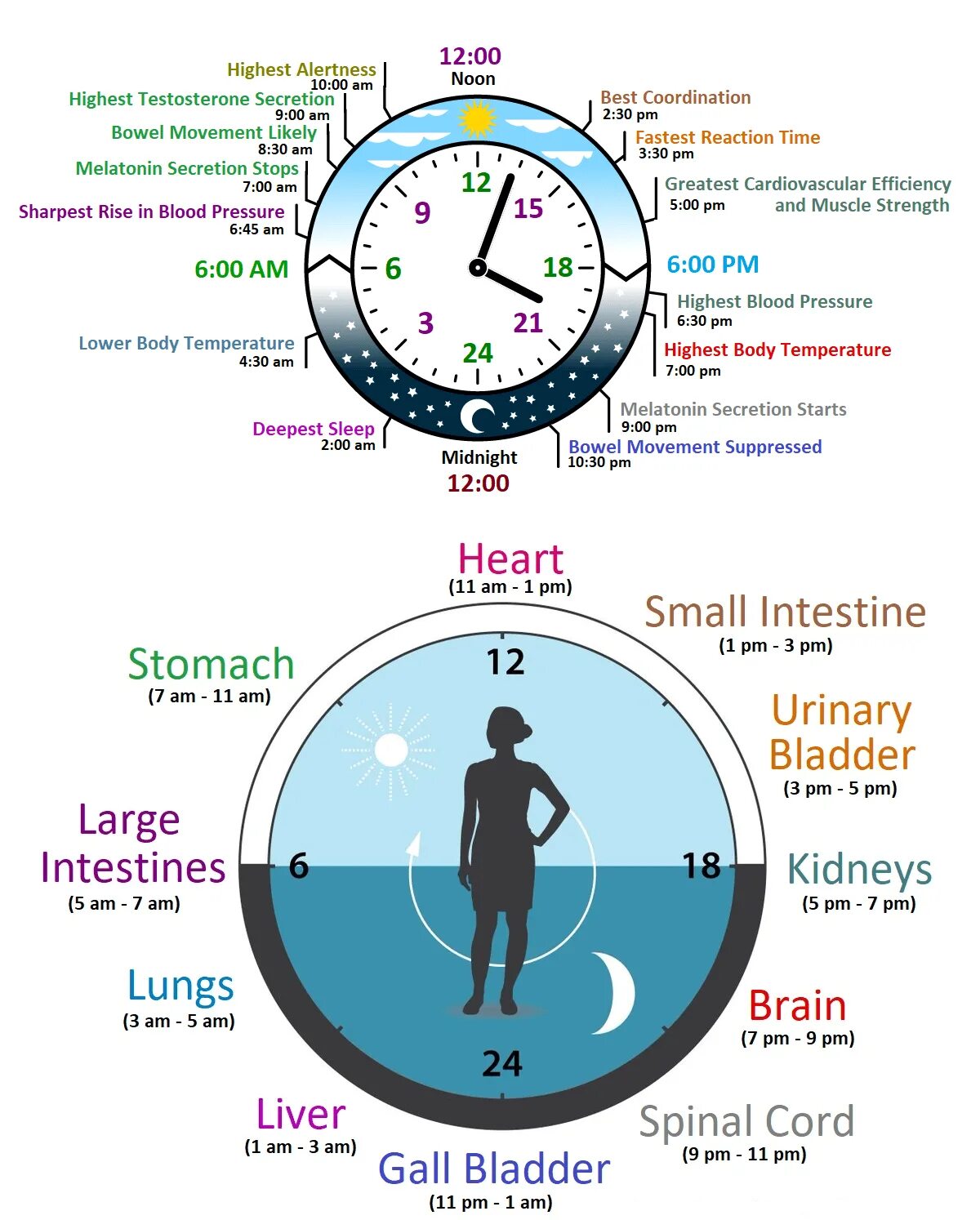 Часы био. Circadian Rhythm. Ген биологических часов Clock Circadian. Body Clock нарушение системы схема. Энергия часы и человек.