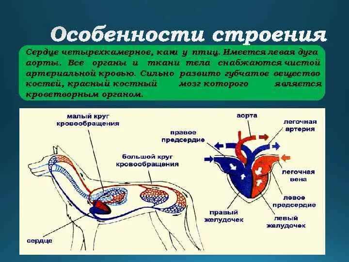 В легкие млекопитающих поступает кровь