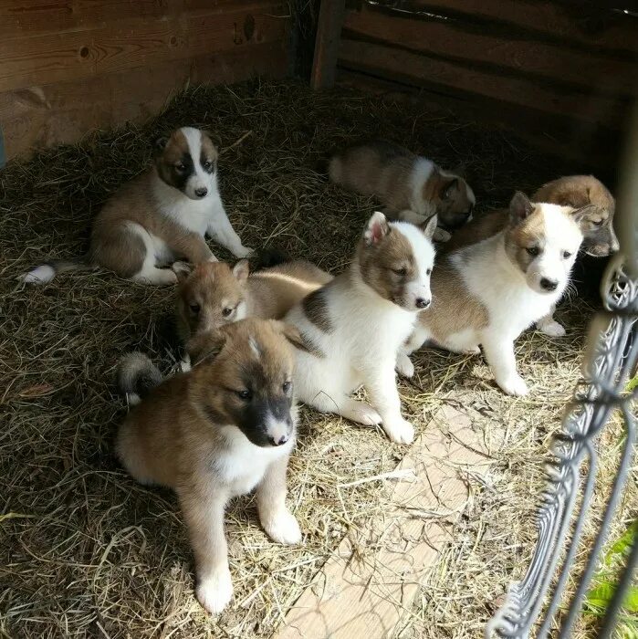 Сибирская лайка щенок. Щенки западно сибирской лайки. Сибирская лайка щенки 1 месяц. Сколько щенков щенят западно сибирская лайка. Щенки западно сибирской лайки.