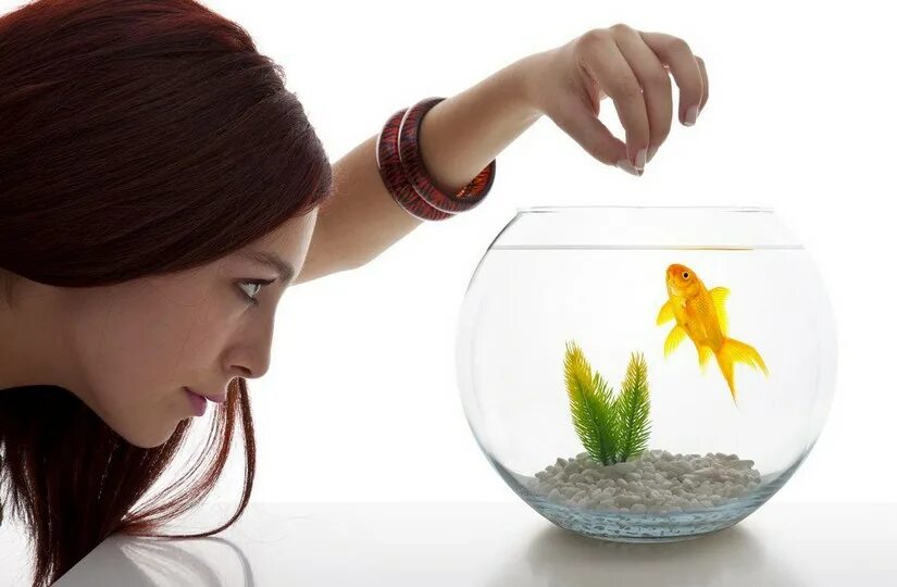 Корма для рыб. Мальчик с аквариумом. Кормовая рыба. Feeding a fish. Рыба кои.