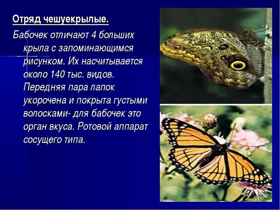 Значение отряда чешуекрылые. Отряд чешуекрылые бабочки. бабочка отряда чешуйчатокрылых. отряд чешуекрылые или бабочки представители. описание отряда чешуекрылые.