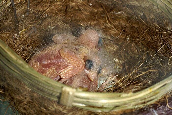 Короткопалый бюльбюль птенец. Мухоловка пеструшка птенец. Птенец соснового чижа. Гусыня с гусятами. Гнездо вьюрка.