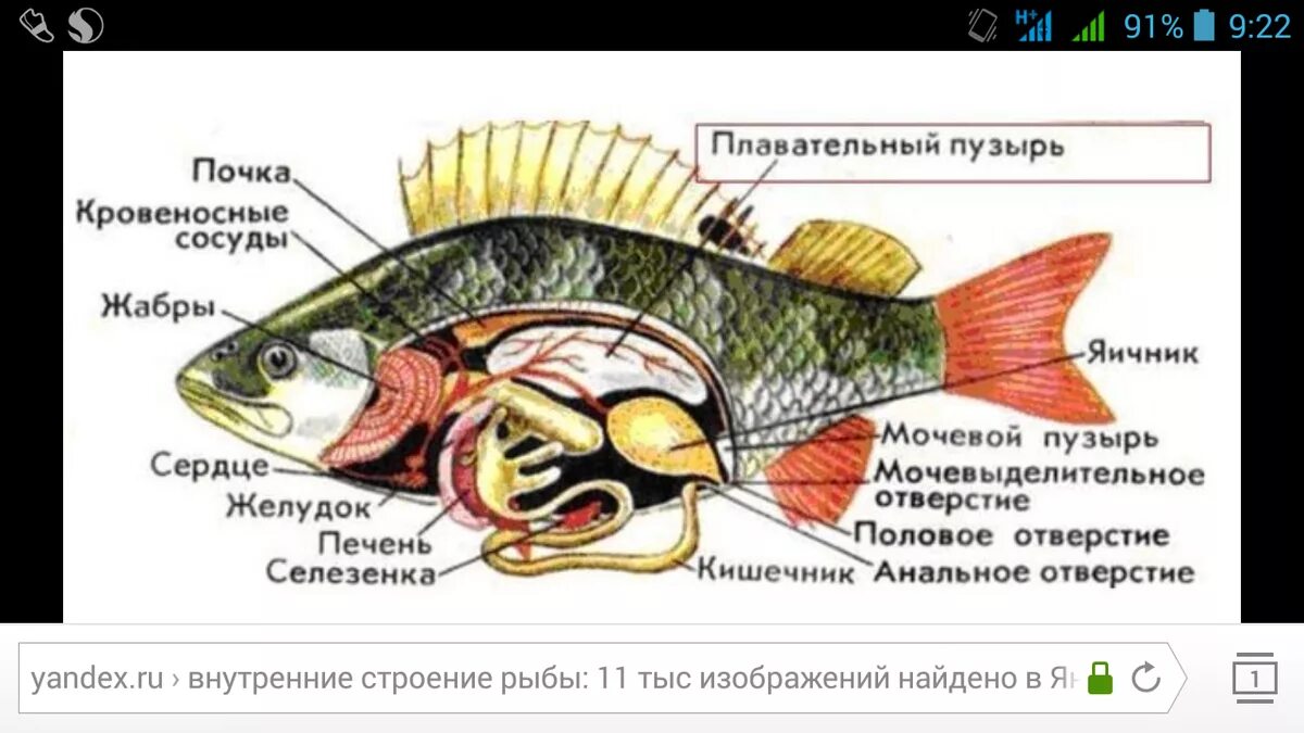 Внутреннее строение костной рыбы самка окуня. Внутреннее строение костистой рыбы окуня. Внутреннее строение костной рыбы рисунок. Внешнее и внутреннее строение костных рыб. Внутреннее строение карася