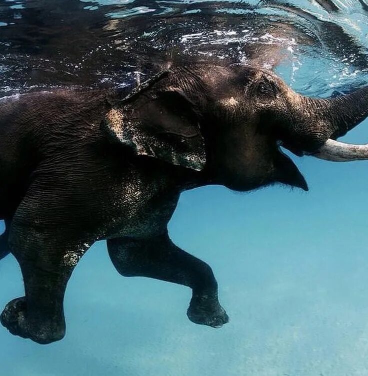 Животное в море плавает. Андаманские острова слон. водные животные. животные под водой. слон плавает.