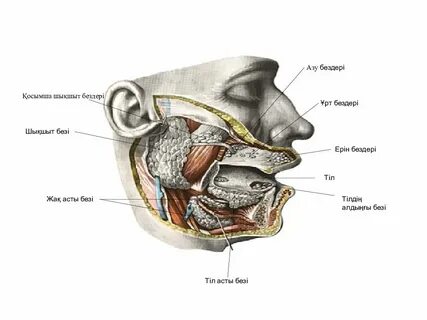 Жасанды сперматозоидтарға толы киска