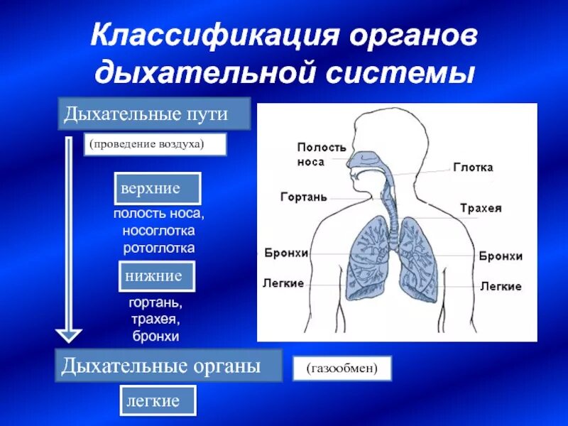 Видеоурок значение дыхания органы дыхания 8 класс. Классификация органов дыхания. классификация органов дыхательной системы. структура органов дыхания человека. дыхательная система анатомия органов дыхания.