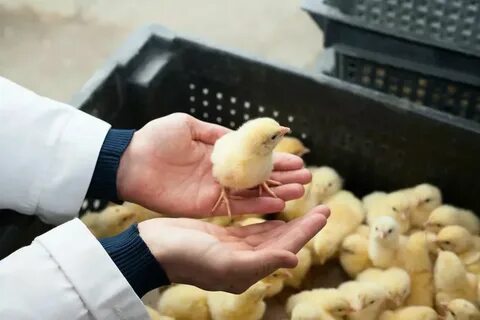 Когда будут продавать цыплят