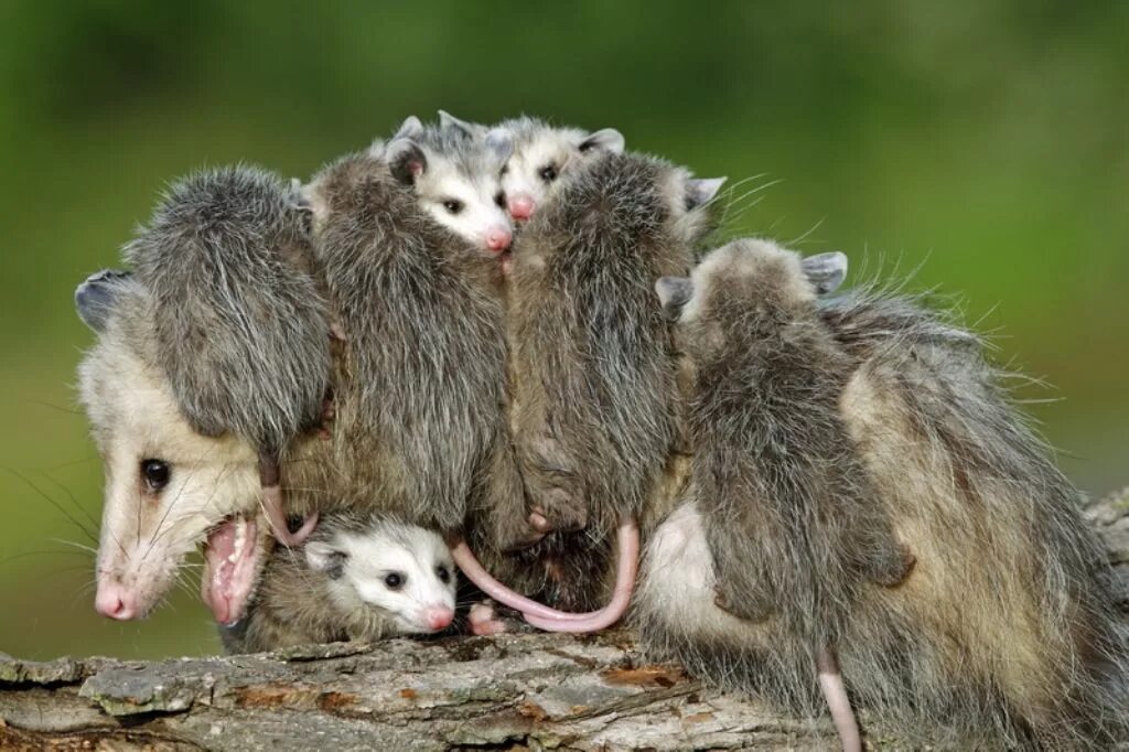 Сумчатый опоссум. Мать опоссум. Какое животное переносит. Опоссум с детенышами. Основные переносчики бешенства.