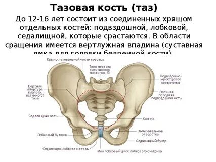 Седалищный бугор на латыни