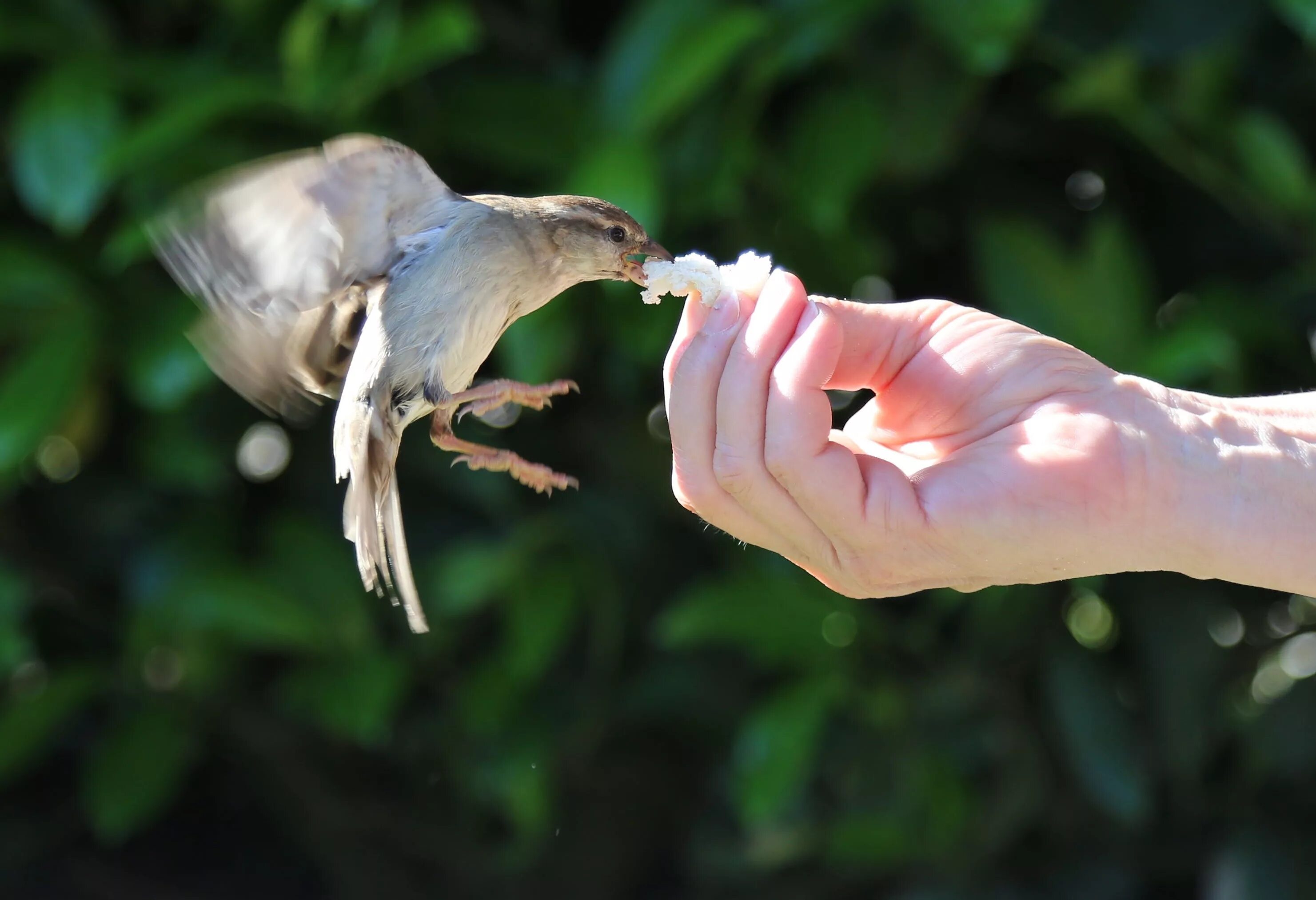 Take bird. Птица на руке. Птица на ладони. Птицы ладошками. Птичка на ладошке.