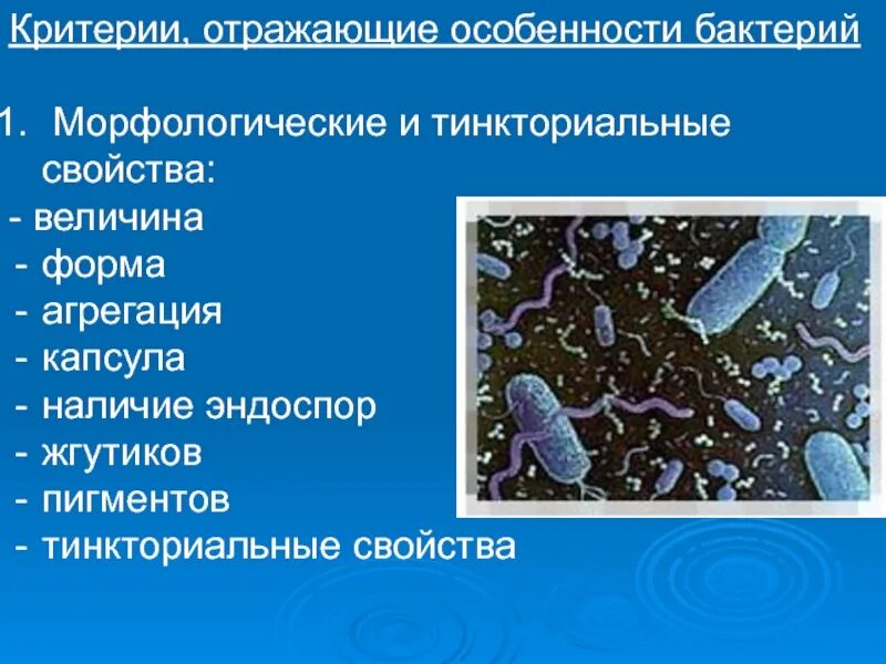 Определение свойств бактерий. Морфологические и тинкториальные свойства микроорганизмов. Морфологические и тинкториальные свойства бактерий. Морфологические свойства бактерий. Морфологические особенности микроорганизмов.