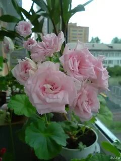 Пеларгония леди