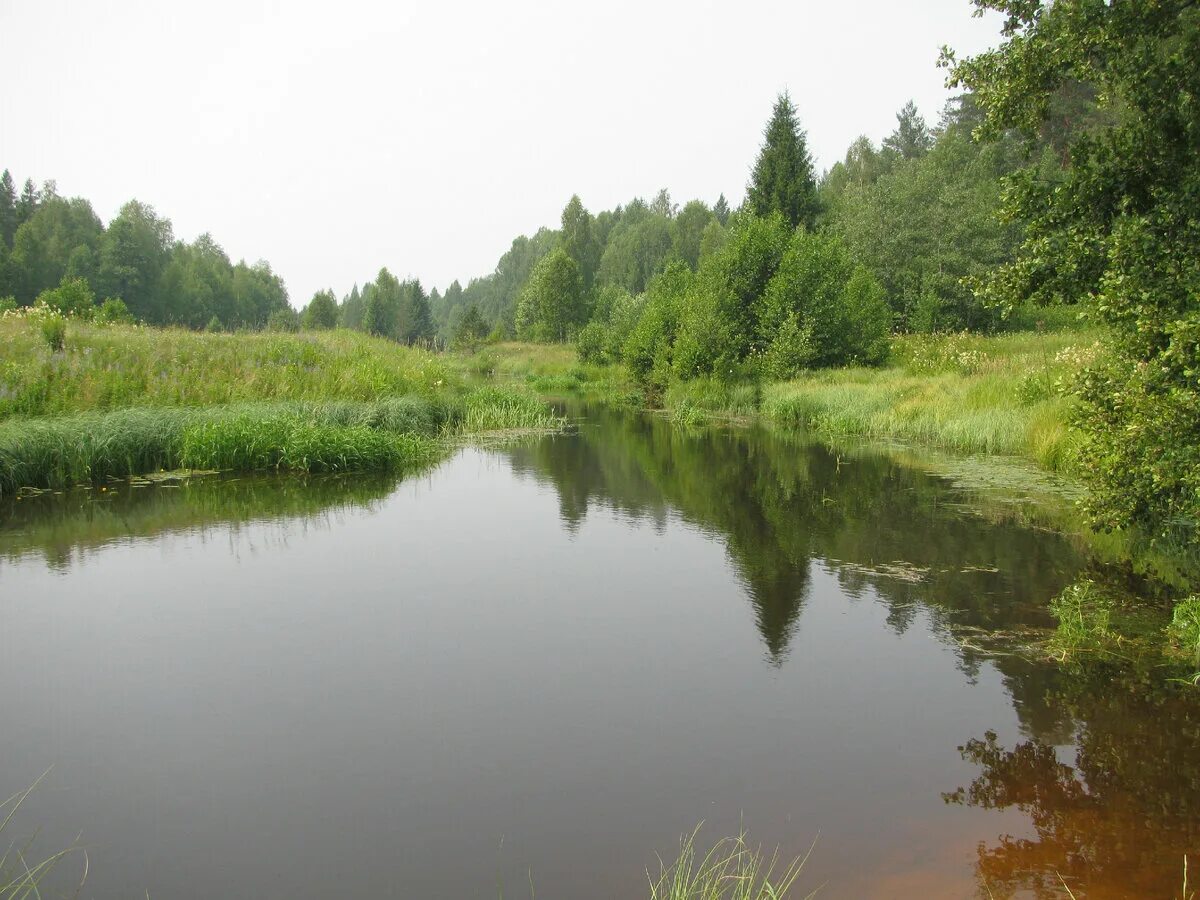 Уровень воды в реке унжа в макарьеве. Река Унжа Костромская область. Река Унжа Горчуха. Речка Унжа Касимовский район. Унжа (приток Волги).