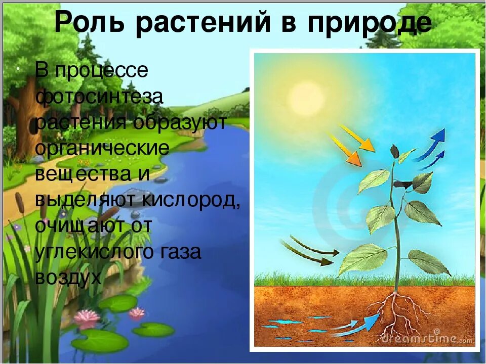 Каково значение растений в природе ответ. Роль растений. роль растений в природе. роль растений на планете. роль растений в жизни человека.