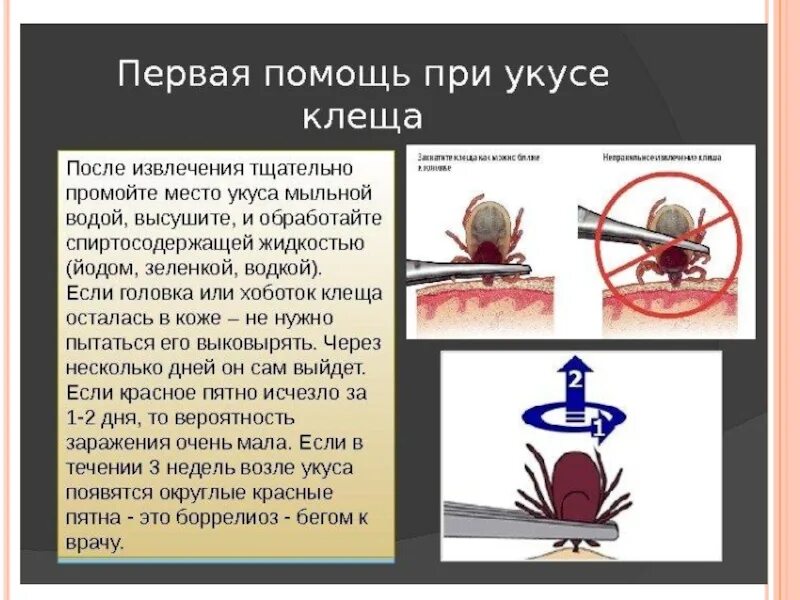 Укус клеща оказание помощи. Укус клеща первая помощь. Оказание помощи при укусе клеща. Оказание 1 помощи при укусе клеща. Первая помощь преукусе клеща.